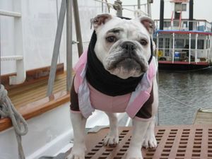 Boat Dog.jpg