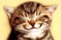 Chat mignon.jpg