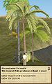 Coconut Palm.jpg