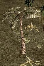 Broadleaf Palm