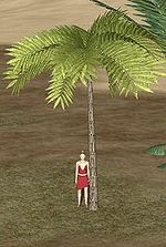 Fern Palm