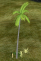Towering Palm.png